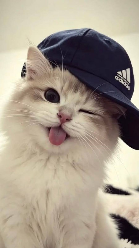 Ảnh đại diện TikTok @aimlockhzz